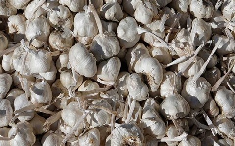 تصویر 3 از خرید سیر خشک همدان + قیمت فروش استثنایی